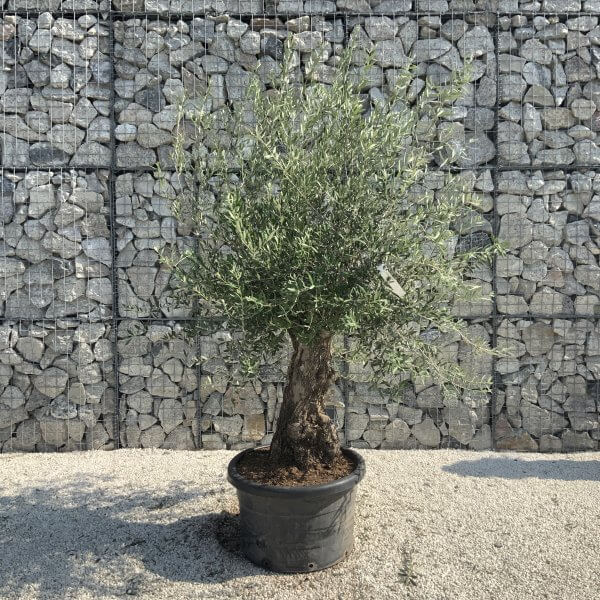 Gnarled Olive Tree J656 - Image 3