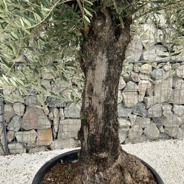Gnarled Olive Tree J673 - Image 3