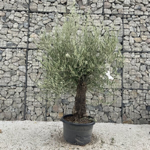 Gnarled Olive Tree J711 - Image 2