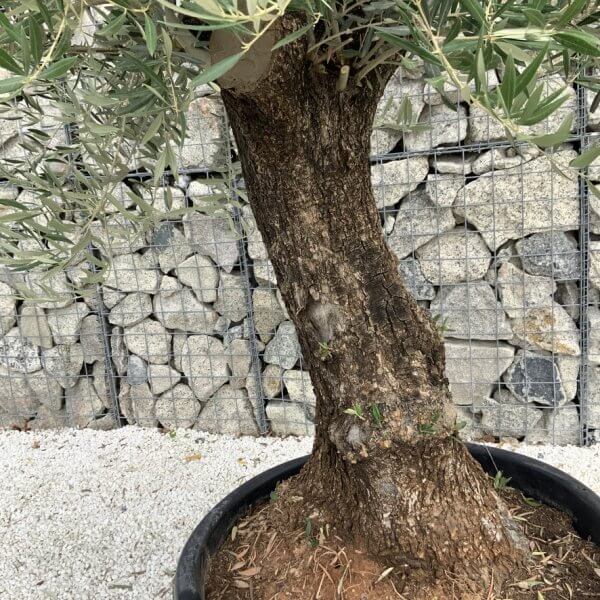Gnarled Olive Tree J745 - Image 3