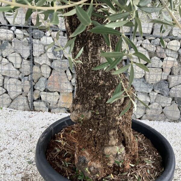 Gnarled Olive Tree J709 - Image 3