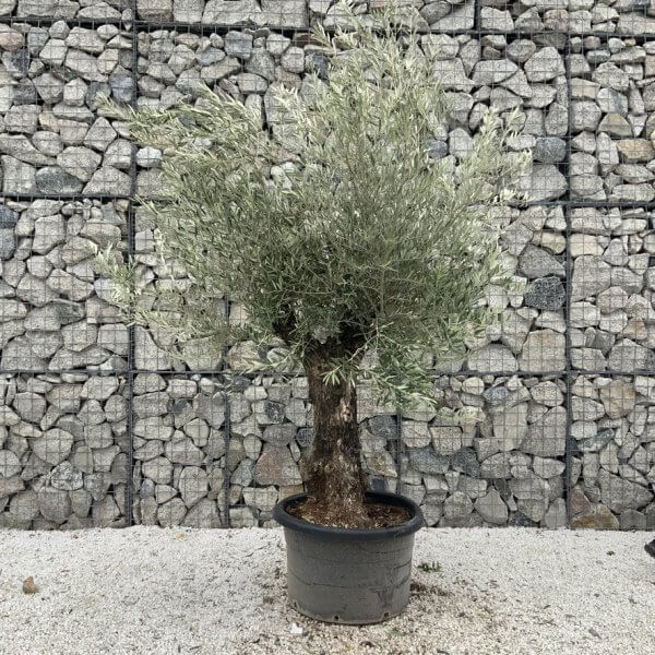 Gnarled Olive Tree J724 - Image 2