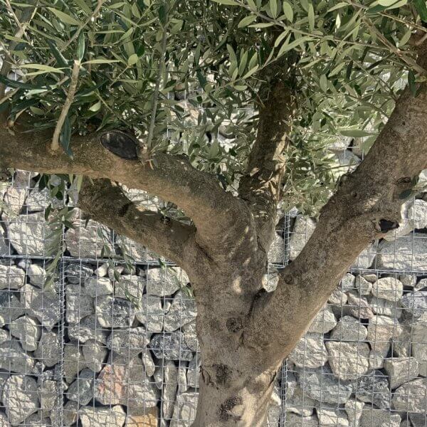 Olive Tree Tuscan Multi Stem Chunky Trunk J776 - Image 3