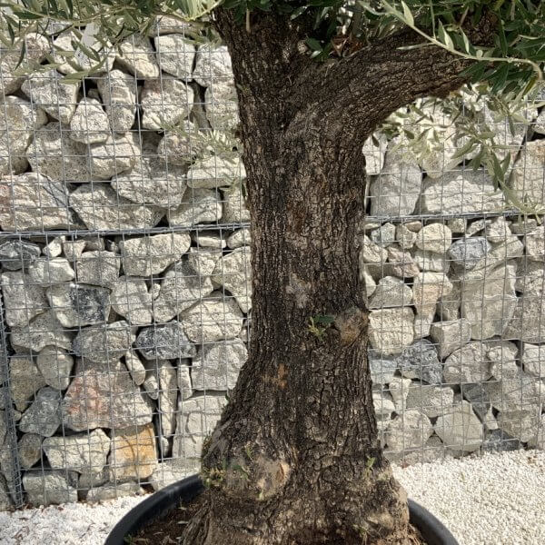 Gnarled Olive Tree J738 - Image 3
