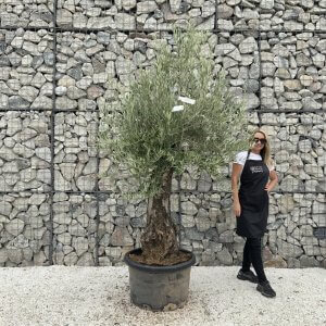 Gnarled Olive Tree J690
