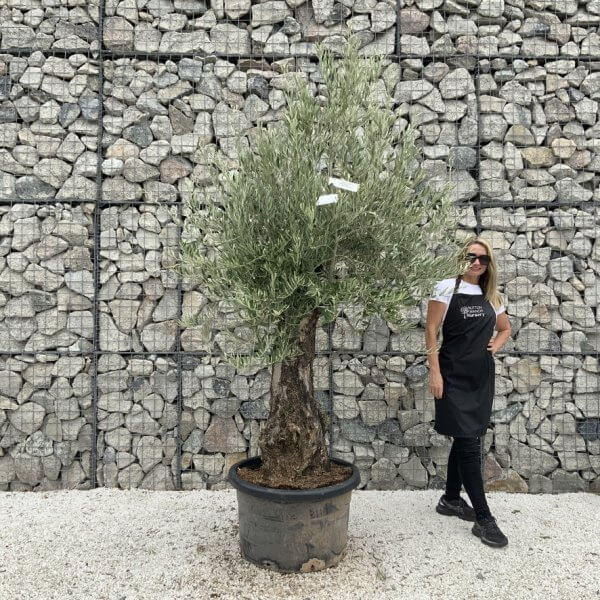 Gnarled Olive Tree J690