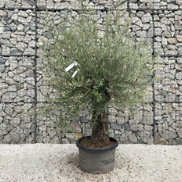 Gnarled Olive Tree J755 - Image 2