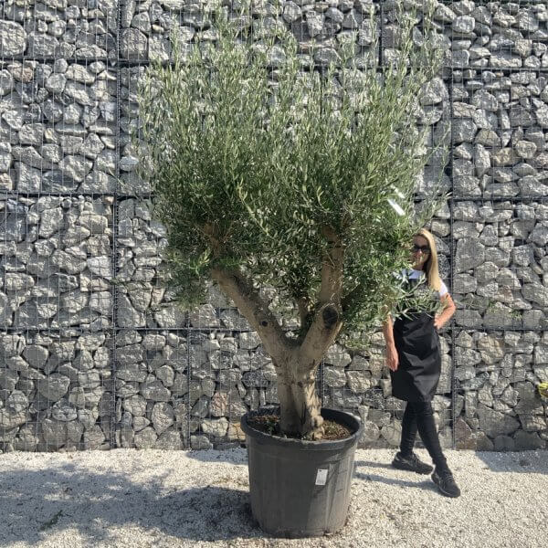 Olive Tree Tuscan Multi Stem Chunky Trunk J773