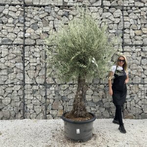 Gnarled Olive Tree J717