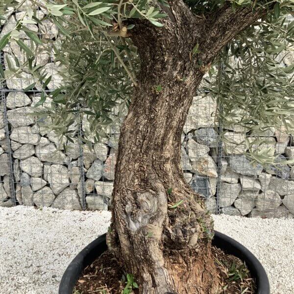 Gnarled Olive Tree J674 - Image 3