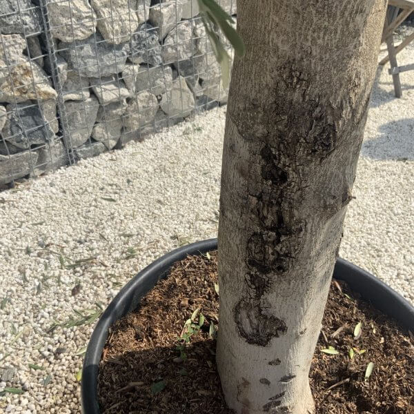 Olive Tree Tuscan Chunky Trunk  J783 - Image 3