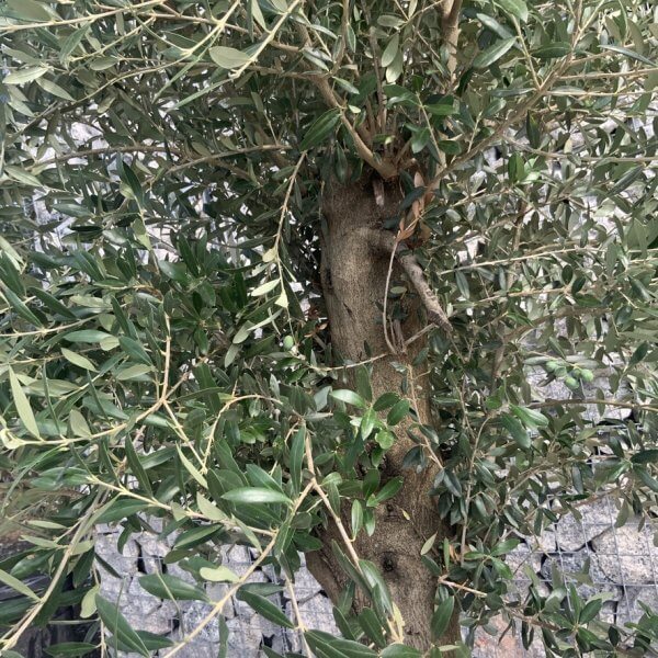 Olive Tree Tuscan Chunky Trunk  J782 - Image 3