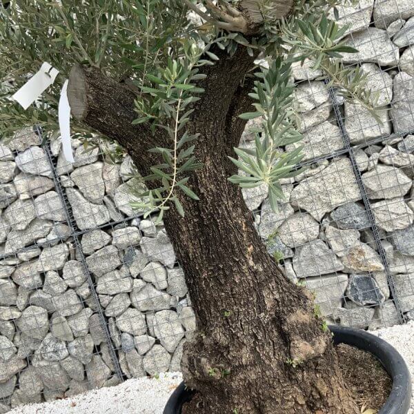 Gnarled Olive Tree J737 - Image 3
