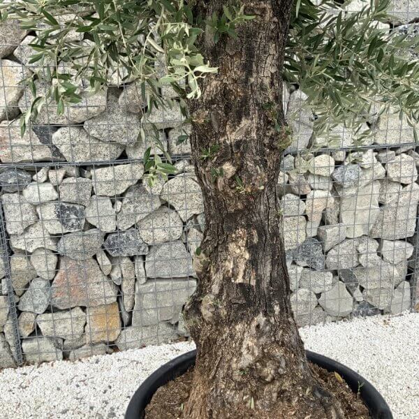 Gnarled Olive Tree J694 - Image 3