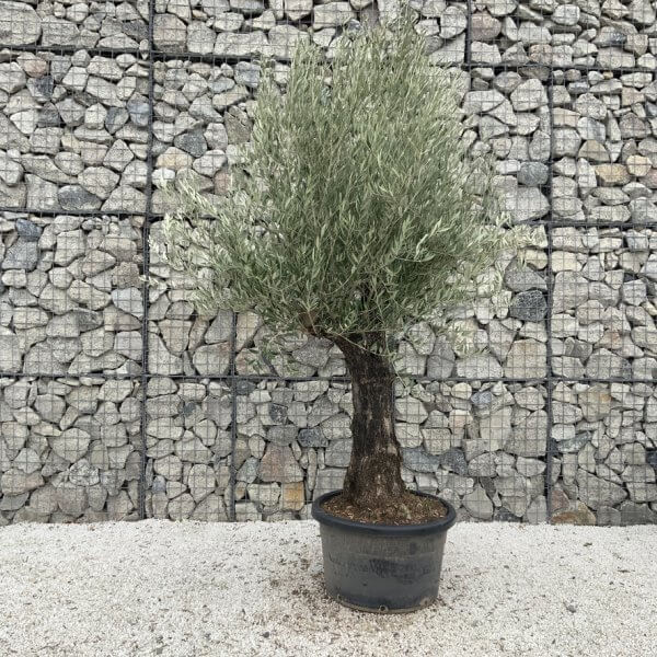 Gnarled Olive Tree J688 - Image 2