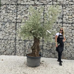 Gnarled Olive Tree J723