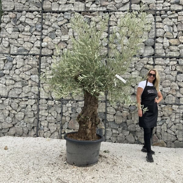 Gnarled Olive Tree J723