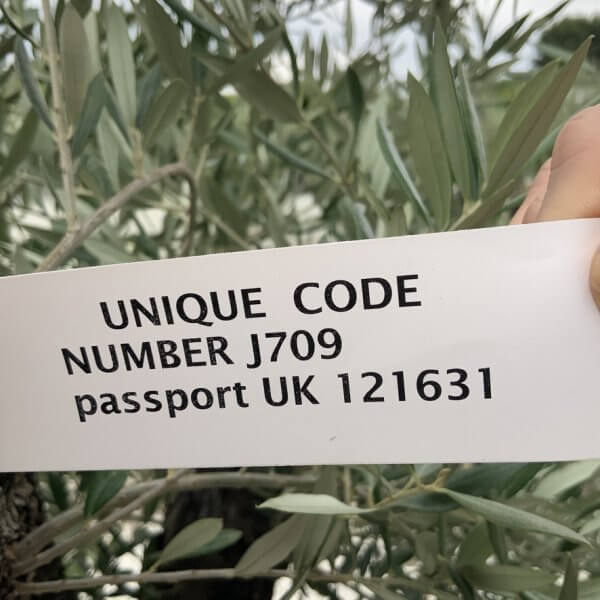 Gnarled Olive Tree J709 - Image 4