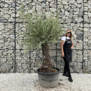 Gnarled Olive Tree J720