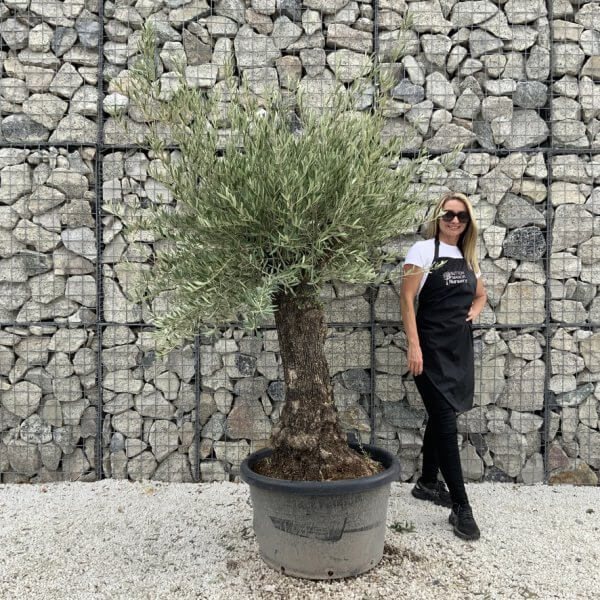 Gnarled Olive Tree J720