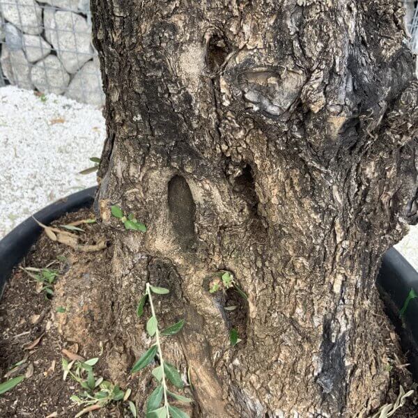 Gnarled Olive Tree J754 - Image 3
