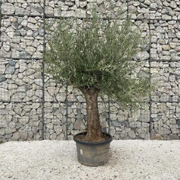 Gnarled Olive Tree J678 - Image 2
