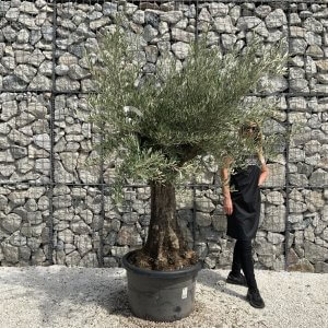 Gnarled Olive Tree J749