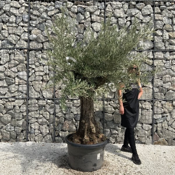 Gnarled Olive Tree J749