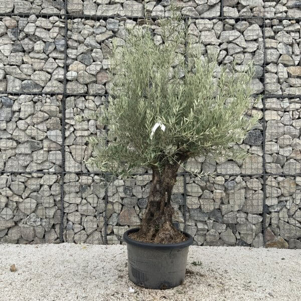 Gnarled Olive Tree J725 - Image 2