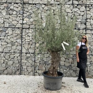 Gnarled Olive Tree J718