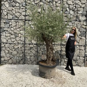 Gnarled Olive Tree J677
