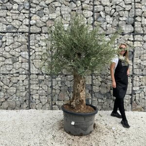 Gnarled Olive Tree J756