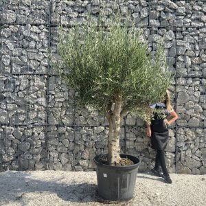 Olive Tree Tuscan Multi Stem Chunky Trunk J770