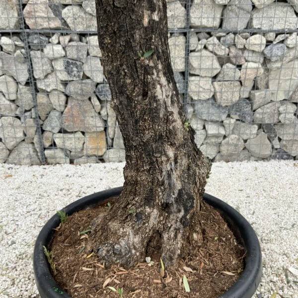 Gnarled Olive Tree J765 - Image 3