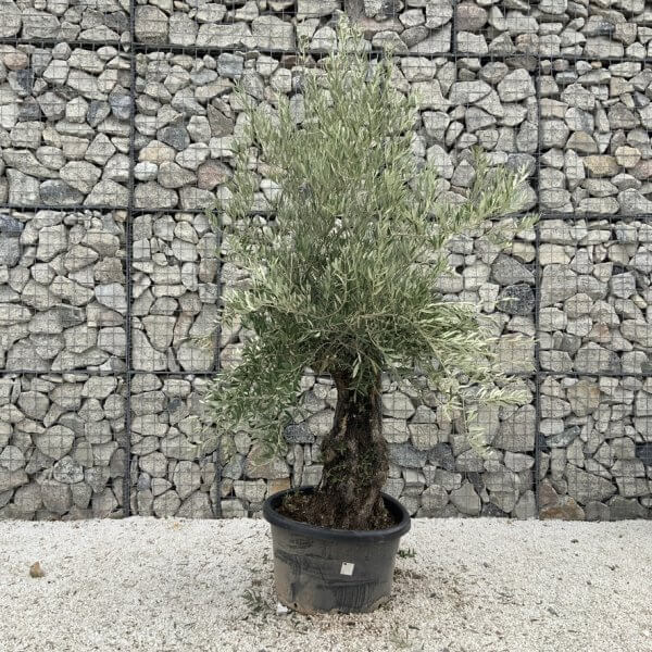 Gnarled Olive Tree J726 - Image 2