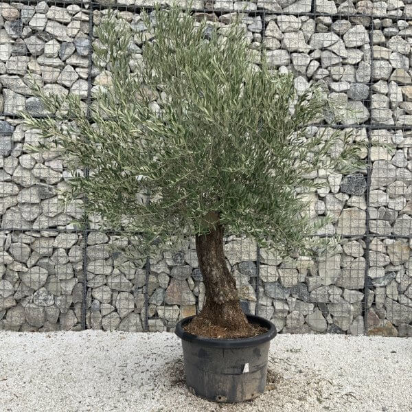 Gnarled Olive Tree J745 - Image 2