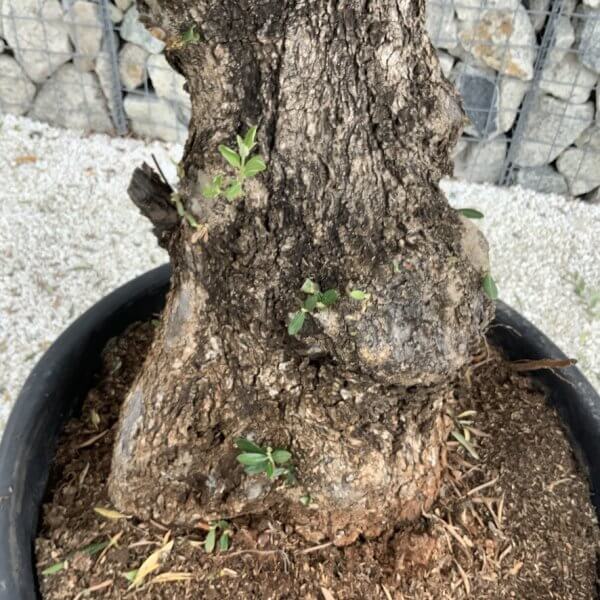 Gnarled Olive Tree J759 - Image 3