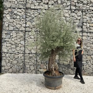 Gnarled Olive Tree J674