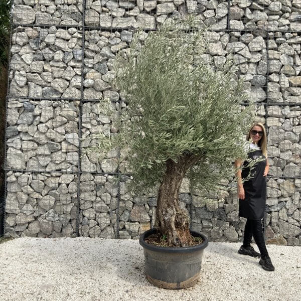 Gnarled Olive Tree J674