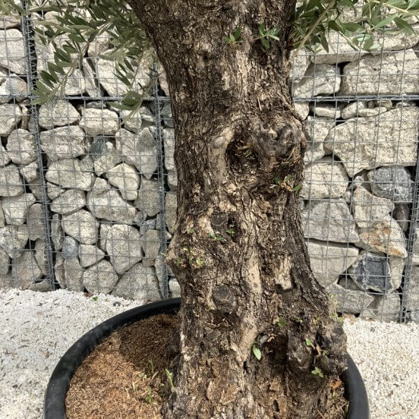 Gnarled Olive Tree J677 - Image 3