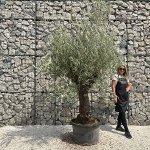 Gnarled Olive Tree J752