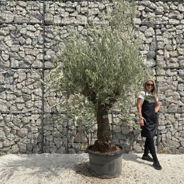 Gnarled Olive Tree J752