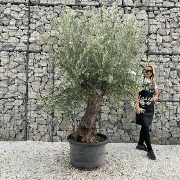 Gnarled Olive Tree J714