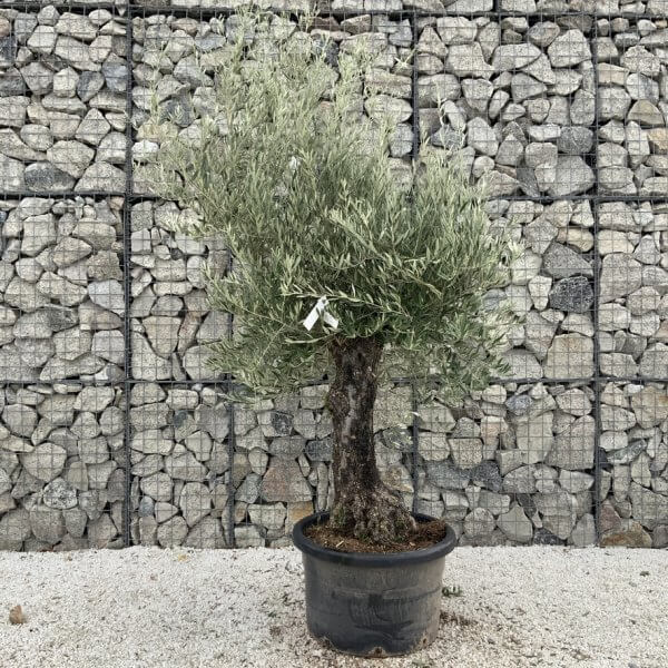 Gnarled Olive Tree J719 - Image 2