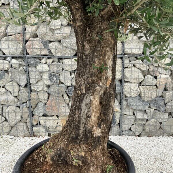 Gnarled Olive Tree J662 - Image 3