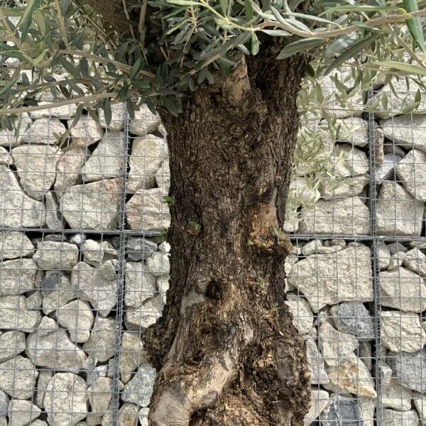 Gnarled Olive Tree J676 - Image 3