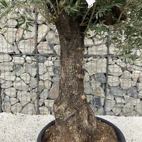 Gnarled Olive Tree J681 - Image 3