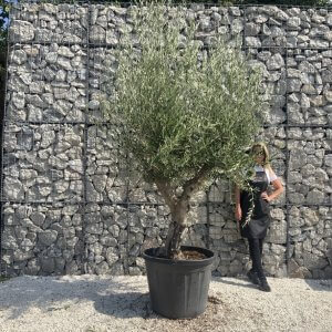 Olive Tree Tuscan Multi Stem Chunky Trunk J780