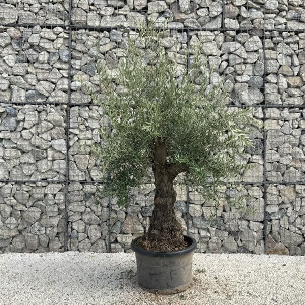 Gnarled Olive Tree J730 - Image 2
