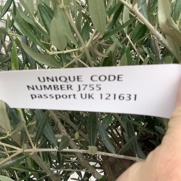 Gnarled Olive Tree J755 - Image 4